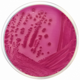Violet Red Bile Agar with Lactose (VRBL) ISO