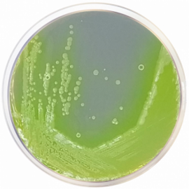 Base de Agar Cetrimida EP/USP/ISO