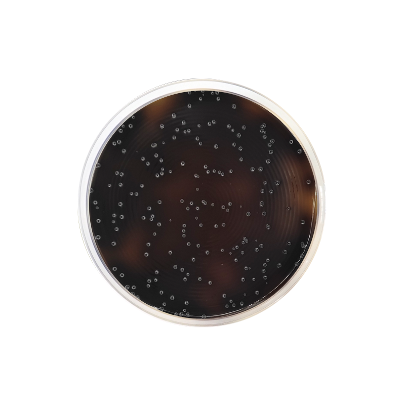 Listeria Agar Base Oxford ISO Formato 500 g