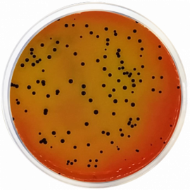 Vogel-Johnson Agar