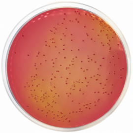 MacConkey Agar with Sorbitol (CT-SMAC) ISO