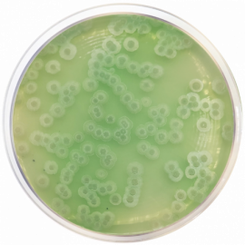 Agar Gelisato (Agar PCA sin Azúcares)