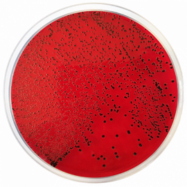 Agar XLD (Agar Xilosa Lisina Desoxicolato) EP/USP