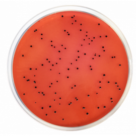 Agar XLD (Agar Xilosa Lisina Desoxicolato) ISO