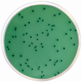 Bismuth Sulfite Agar (Wilson Blair) USP