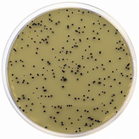 T.S.C. Agar Base (Tryptose Sulfite Cycloserine) ISO