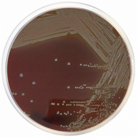 Agar Eugon