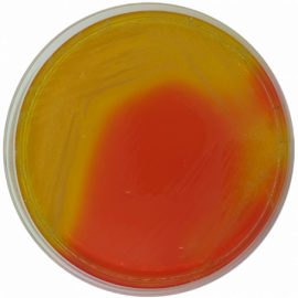 Base de Agar Selectivo Burkholderia Cepacia USP