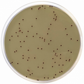 KF Streptococcal Agar