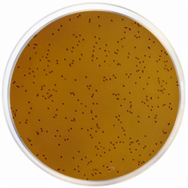 Agar KF para Estreptococos con Púrpura de Bromocresol