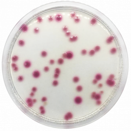 Base de Agar Cromogénico para Klebsiella Sp