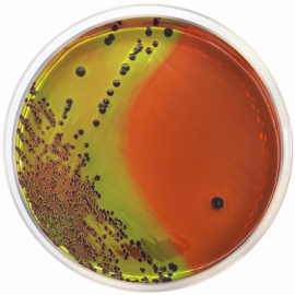 Levine Agar (EMB) BAM/ISO