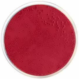 MacConkey Agar Nº 2