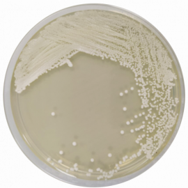 Agar Dextrosa Sabouraud con Cloranfenicol EP/USP/ISO