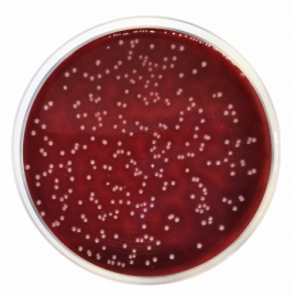 Columbia Agar Base EP/USP/ISO