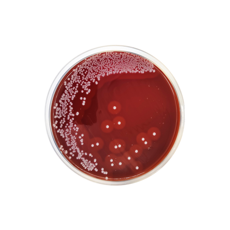 Base de Agar GC Formato 500 g