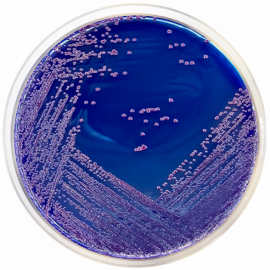 Brilliant Green Bile Agar Brilliant Green Bile Agar