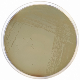 Chapman Stone Agar