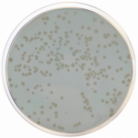 Standard Methods Agar with Powdered Milk APHA/ISO