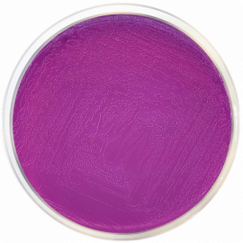 BCP Agar