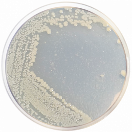 Marine Agar