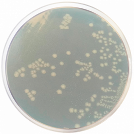 TSN Agar (Tryptone Sulfite Neomycin)