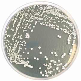 Agar Dextrosa Sabouraud con Cicloheximida