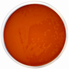 Blood Agar Base + Nalidixic Acid