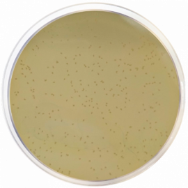 Liver Agar