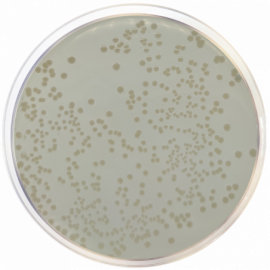 Standard Nutrient Agar I