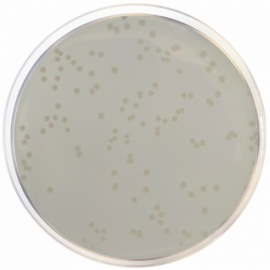 Standard Count Agar