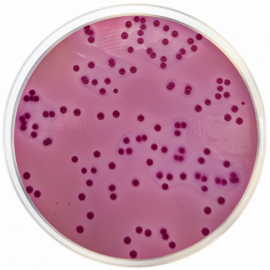 Violet Red Bile with Lactose Agar + MUG