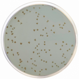 Agar Wort