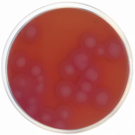 Base de Agar Selectivo para Bacillus Cereus (MYP) ISO