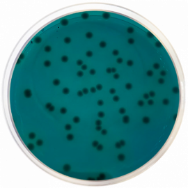 Base de Agar para Aeromonas (RYAN)