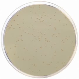 Luria Agar with Kanamycin 50 µg/ml (Miller's LB Agar)