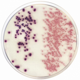 Agar Cromogénico Coliformes (CCA) ISO