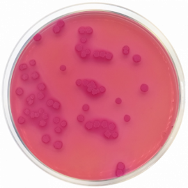 MacConkey Agar EP/USP/ISO