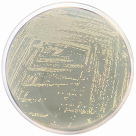 Agar Dextrosa