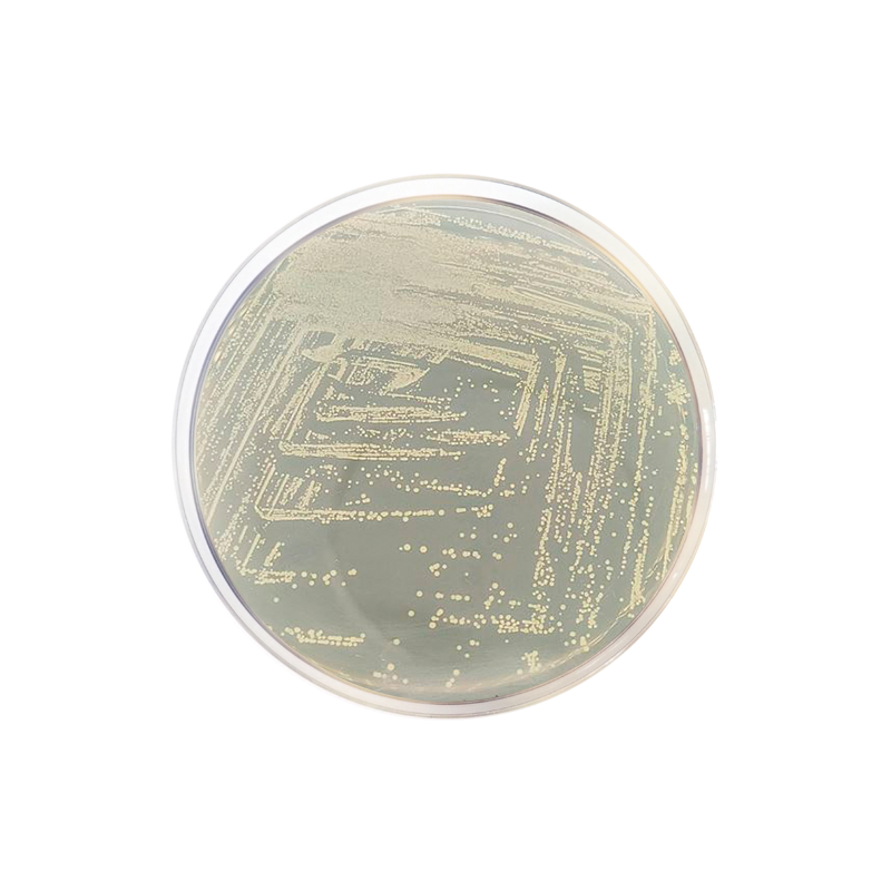 Dextrose Agar Formato 500 g