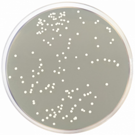 Letheen Agar Modified