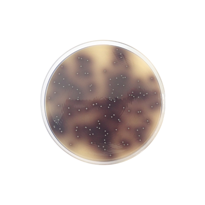 Bile Esculin Azide Agar ISO Formato 500 g