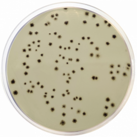 Iron Sulfite Agar ISO