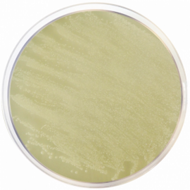 TOS Propionate Agar Base ISO