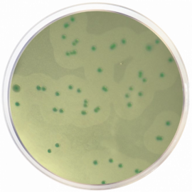 Listeria Chromogenic Agar Base according to Ottaviani and Agosti (ALOA) ISO
