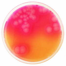Agar Base Selectivo Bacillus Cereus (MYP)
