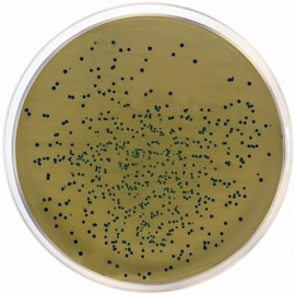 M-EI Chromogenic Agar Base