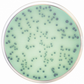 Hektoen Enteric Agar ISO