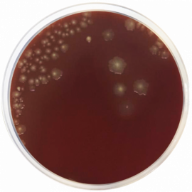 Schaedler Agar