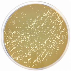 m-Dixon Agar